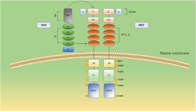 Therapeutic potential of tyrosine-protein kinase MET in osteosarcoma